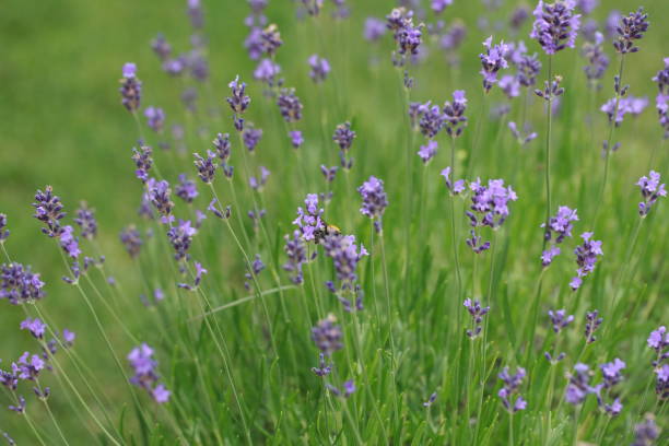 istock flowering lavender in the garden 886400036
