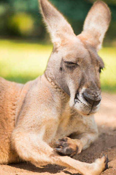 istock Kangaroo outside during the day time. 886402404