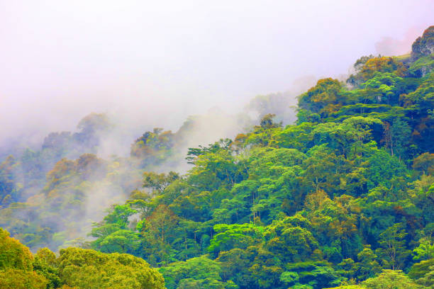istock The Bwindi Impenetrable Forest in Western Uganda 886404990