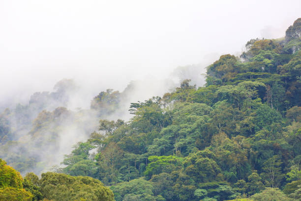 istock The Bwindi Impenetrable Forest in Western Uganda 886405038