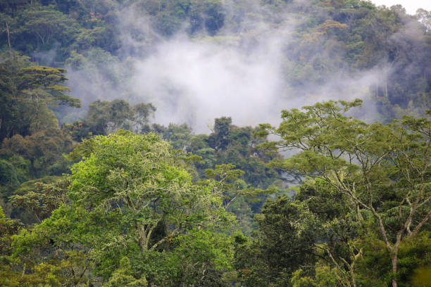istock The Bwindi Impenetrable Forest in Western Uganda 886405312