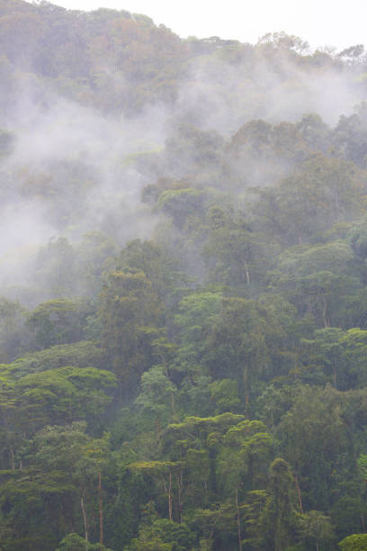 istock The Bwindi Impenetrable Forest in Western Uganda 886405364