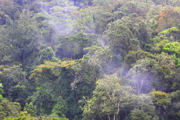 istock The Bwindi Impenetrable Forest in Western Uganda 886405562