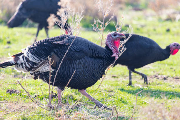 istock farm turkeys outdoors 886416412