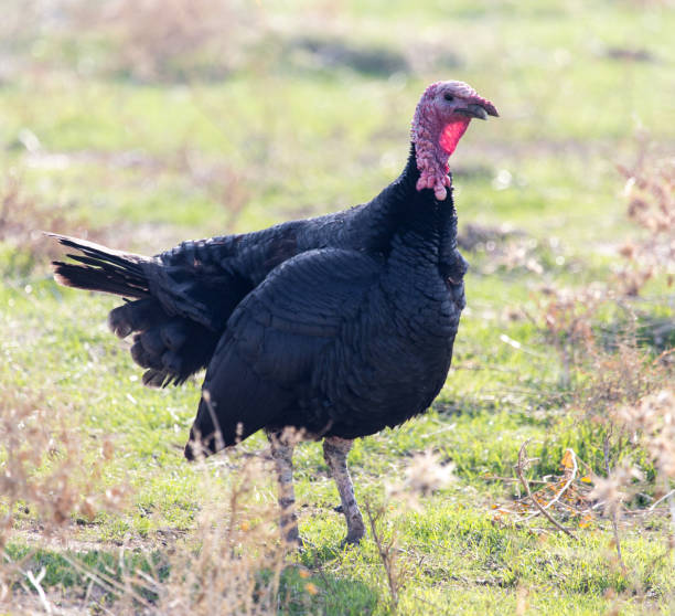 istock a turkey on a farm outdoors 886416456