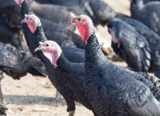 istock farm turkeys outdoors 886416944