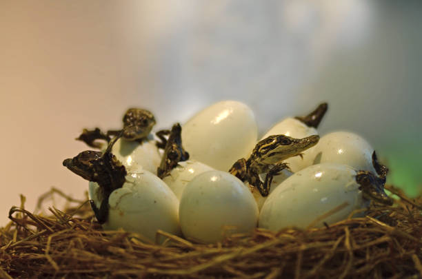 istock The crocodile was hatched from the egg to show visitors. 886417036