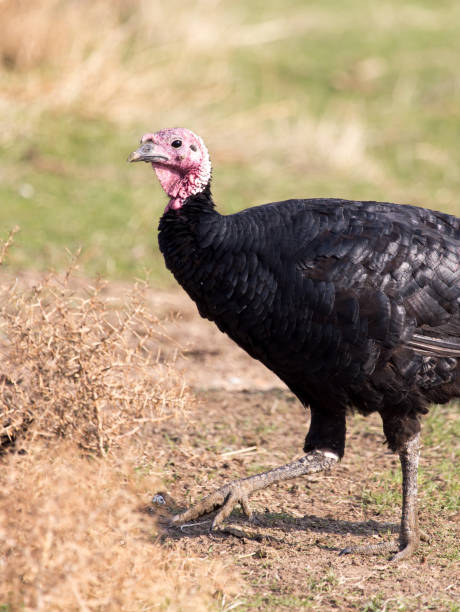 istock a turkey on a farm outdoors 886424276