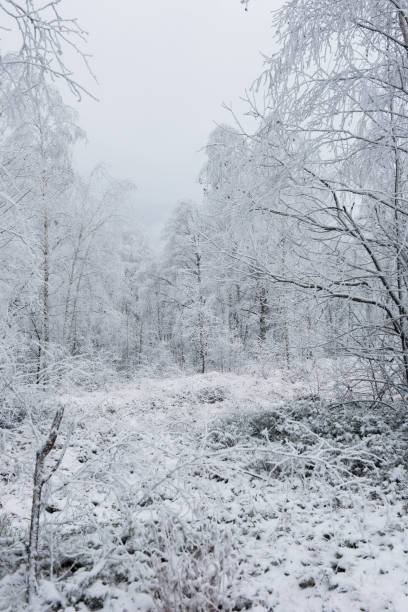 istock Christmas background with snowy trees 886429370