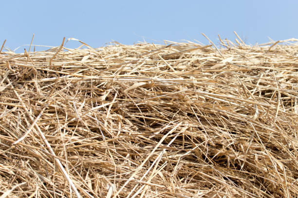 istock dry hay on the background of the sky 886432036