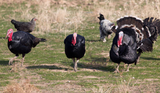 istock farm turkeys outdoors 886432348