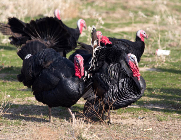 istock farm turkeys outdoors 886432450