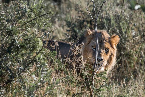 istock Male Lion in the bush 886438966