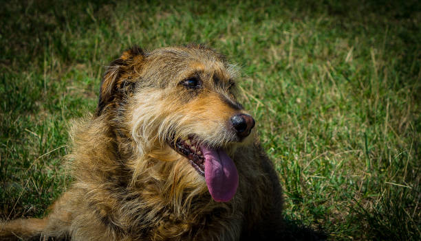 istock Beautiful dog with curls lying in the green grass 886439044