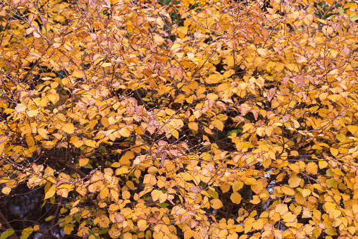 Corylopsis pauciflora leaves in Autumn
