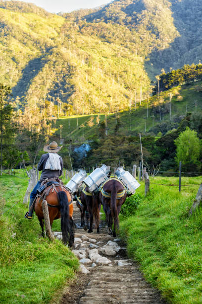 Smoke wafts around an unidentified man leads horses filled with cows milk down a rocky path near Salento, Colombia on June 5, 2016.