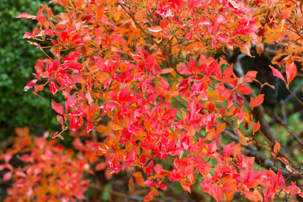 istock Enkianthus perulatus in Autumn 886445302