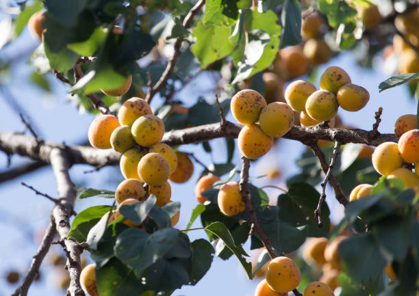 istock ripe apricots on the tree in nature 886450872