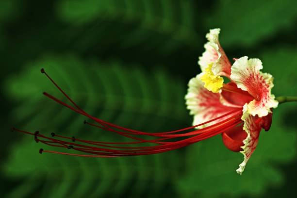 istock Close up Flam-boyant flower (blur green leaf background) 886450924