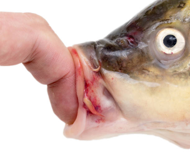 istock finger in the mouth fish on a white background 886455694
