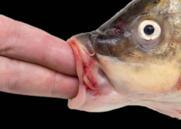 istock finger in the mouth fish on a black background 886457756