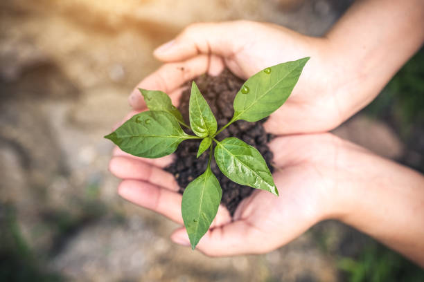 istock Top view image of hands holding soil and small tree to grow with blur background 886458734
