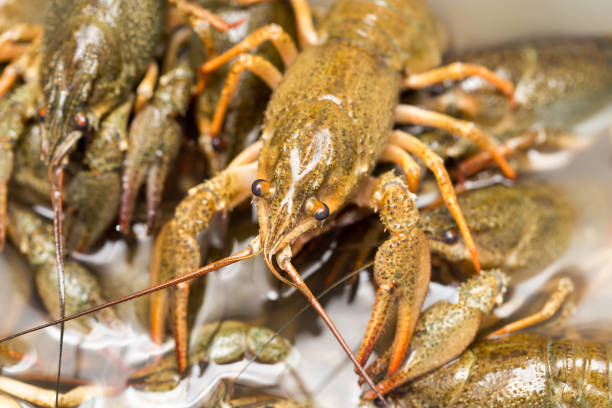 istock Live crayfish in the water as a background 886476806