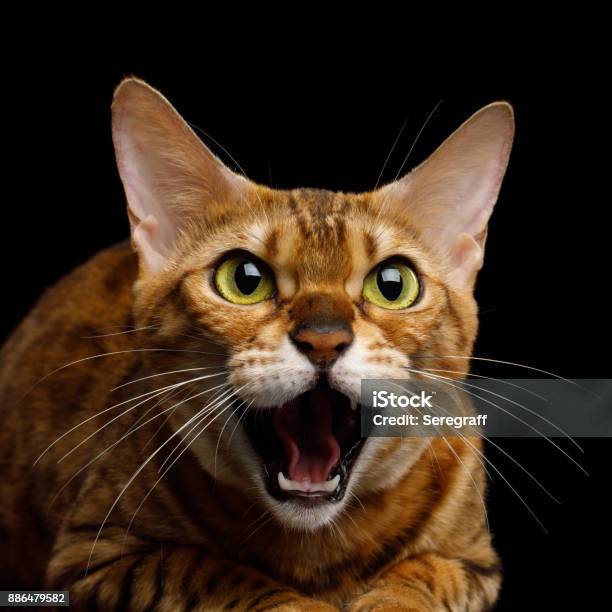 Bengal Cat On Black Background Stock Photo - Download Image Now - Aggression, Alertness, Anger