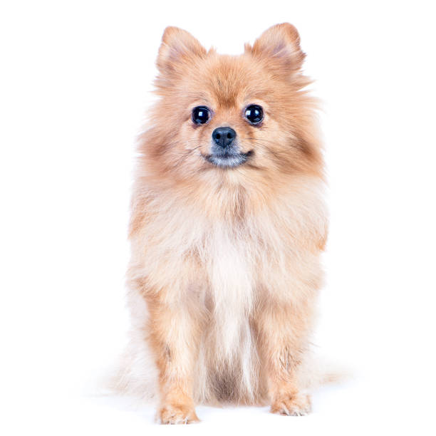istock Dog, pomeranian isolated on white, sitting, looking at camera 886490166