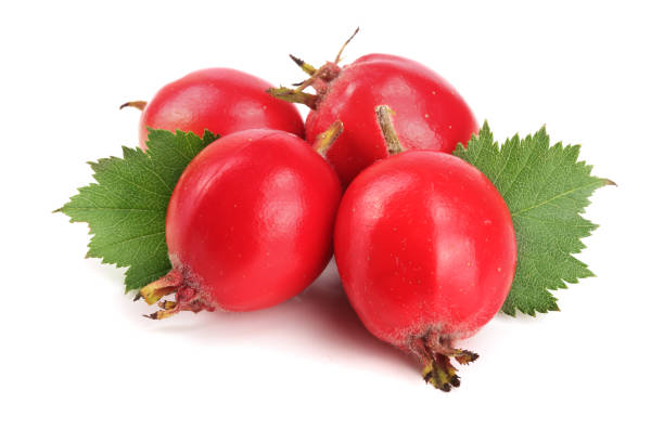 istock Hawthorn berry with leaf isolated on white background close-up 886493804