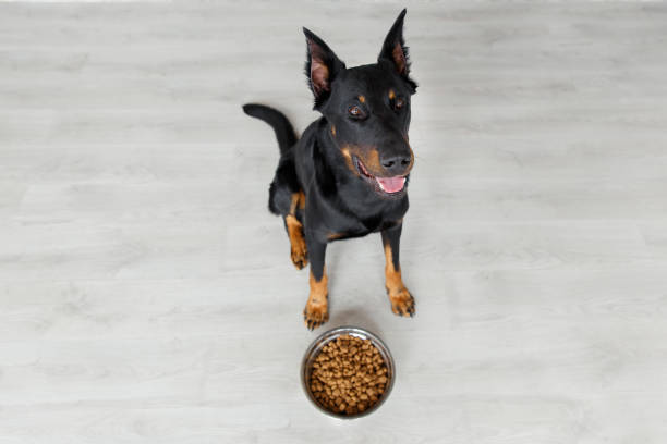 istock Beauceron dog against bowl with pedigree, top view 886497154