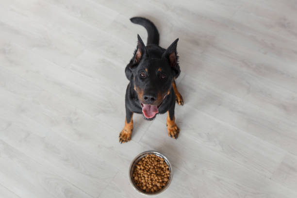 chien beauceron contre bol avec pedigree, vue de dessus - top dog photos et images de collection