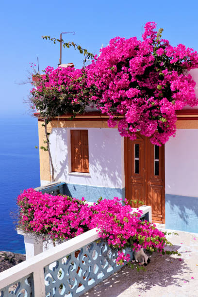 istock beautiful flowers in olympos 886500010