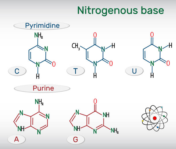 ilustraciones, imágenes clip art, dibujos animados e iconos de stock de fórmulas químicas estructurales de purina y pirimidina bases nitrogenadas: adenina (un, ade), guanine (g, gua), timina (t, tu), uracilo (u), citosina (c)). unidades fundamentales del código genético en el adn y arn - nucleotides