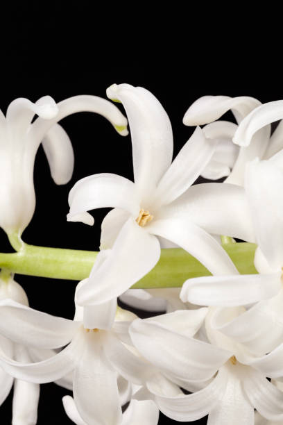 istock Spring flowers of white Hyacinth on black background 886500466