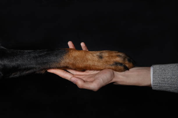 istock French shepherd dog paw in human hand, friendship 886500504