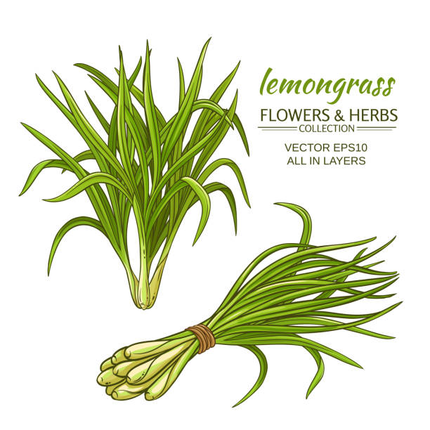 ilustrações de stock, clip art, desenhos animados e ícones de lemongrass vector set - lemon grass