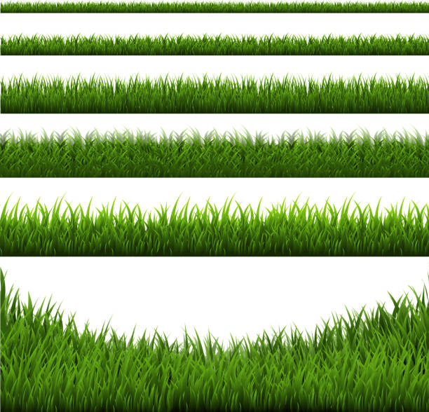 ilustrações, clipart, desenhos animados e ícones de conjunto de fronteira de grama - grass meadow textured close up