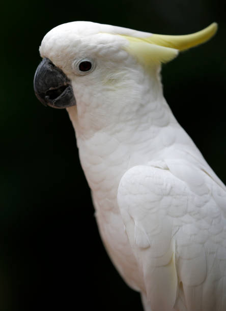 istock White Parrot seen in bird park 886505934