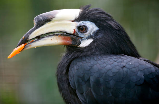 istock Black Horbill seen in bird park 886507094
