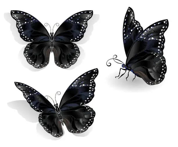 Vector illustration of Set of black butterflies morpho