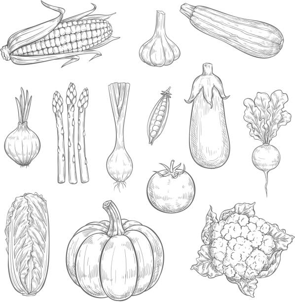 warzywa wektorowe lub warzywa zbierają ikony szkiców - vegetable leek kohlrabi radish stock illustrations