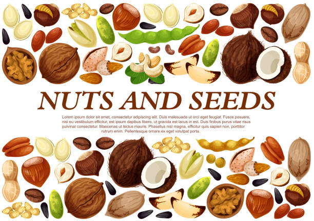 Vector poster of nuts and fruit seeds Nuts and fruit seeds or beans poster. Vector peanut or coconut and hazelnut, pistachio or almond walnut and legume bean pod, macadamia or filbert nut and pumpkin or sunflower seeds and coffee bean nut variation healthy lifestyle pistachio stock illustrations