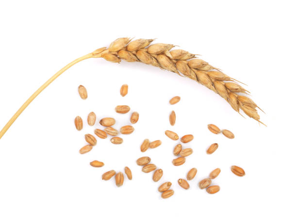 istock grain and ears of wheat isolated on white background. Top view 886529238