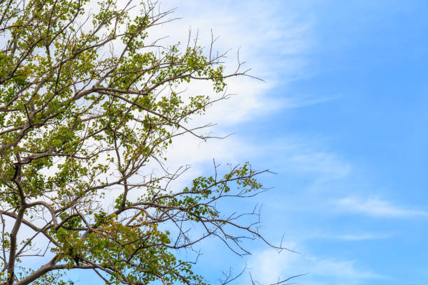 Branches and leaves of Bodhi Tree against a clouds and blue sky.