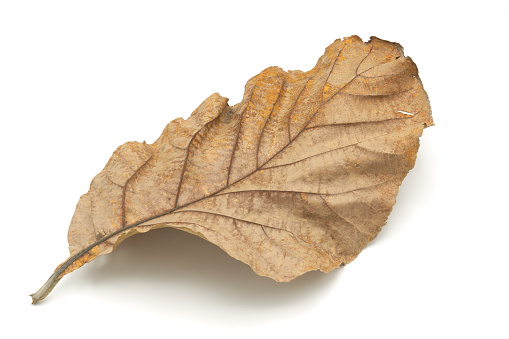 Golden teak leaf (Tectona grandis) .Leaves of golden teak fall from the deciduous to dry on the white background.
