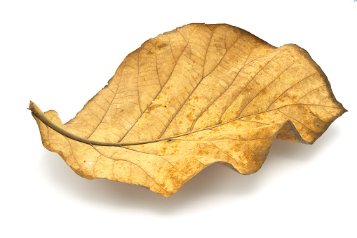 Golden teak leaf (Tectona grandis) .Leaves of golden teak fall from the deciduous to dry on the white background.