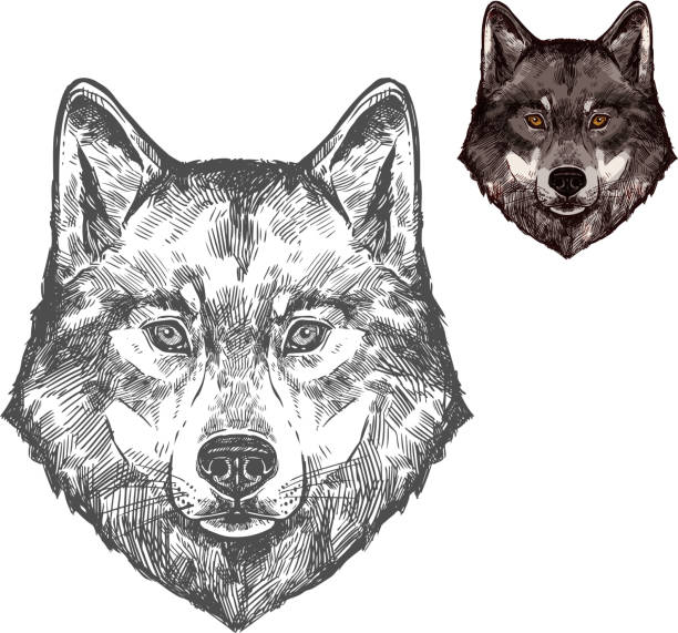 Wolf muzzle vector isolated sketch animal Wolf wild animal sketch vector icon. Wild gray or timber wolf muzzle symbol for wildlife fauna and zoology or hunting sport team trophy and nature zoo adventure club totem pole face stock illustrations