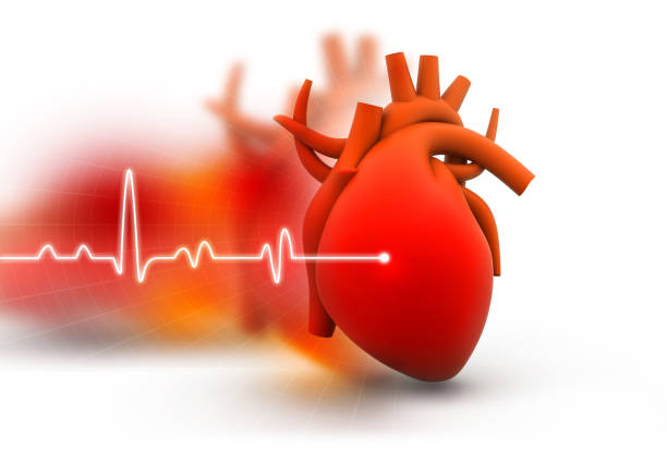 Human heart stock photo