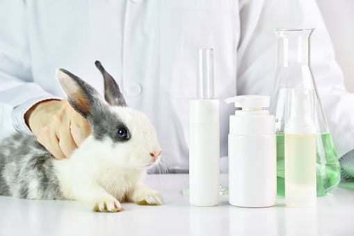 Scientist testing on rabbit animal in chemical laboratory, Cruelty free cosmetics beauty product concept.